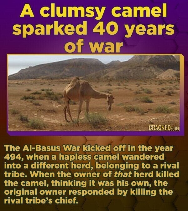 A clumsy camel sparked 40 years of war CRACKED.COM The Al-Basus War kicked off in the year 494, when a hapless camel wandered into a different herd, belonging to a rival tribe. When the owner of that herd killed the camel, thinking it was his own, the original owner responded by killing the rival tribe's chief.