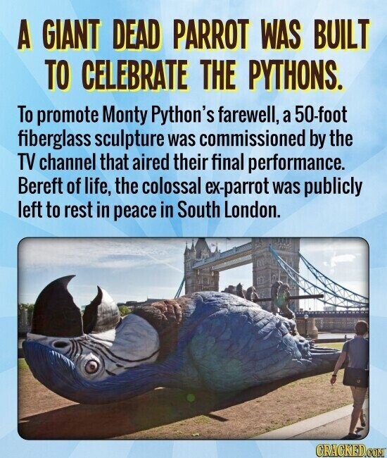 A GIANT DEAD PARROT WAS BUILT TO CELEBRATE THE PYTHONS. To promote Monty Python's farewell, a 50-foot fiberglass sculpture was commissioned by the TV channel that aired their final performance. Bereft of life, the colossal ex-parrot was publicly left to rest in peace in South London. GRACKED.COM