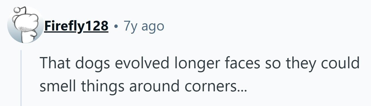 Firefly128 . 7y ago That dogs evolved longer faces so they could smell things around corners...