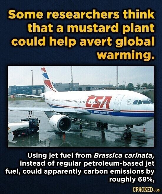 Some researchers think that a mustard plant could help avert global warming. CSA CZECH AIRUNES Using jet fuel from Brassica carinata, instead of regular petroleum-based jet fuel, could apparently carbon emissions by roughly 68%, CRACKED.COM