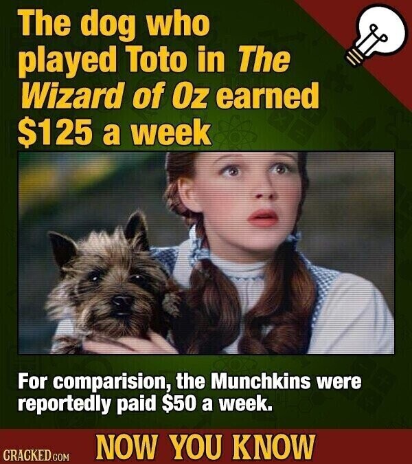 The dog who played Toto in The Wizard of Oz earned $125 a week For comparision, the Munchkins were reportedly paid $50 a week. NOW YOU KNOW CRACKED.COM