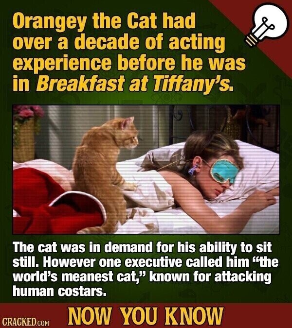 Orangey the Cat had over a decade of acting experience before he was in Breakfast at Tiffany's. The cat was in demand for his ability to sit still. However one executive called him the world's meanest cat, known for attacking human costars. NOW YOU KNOW CRACKED.COM
