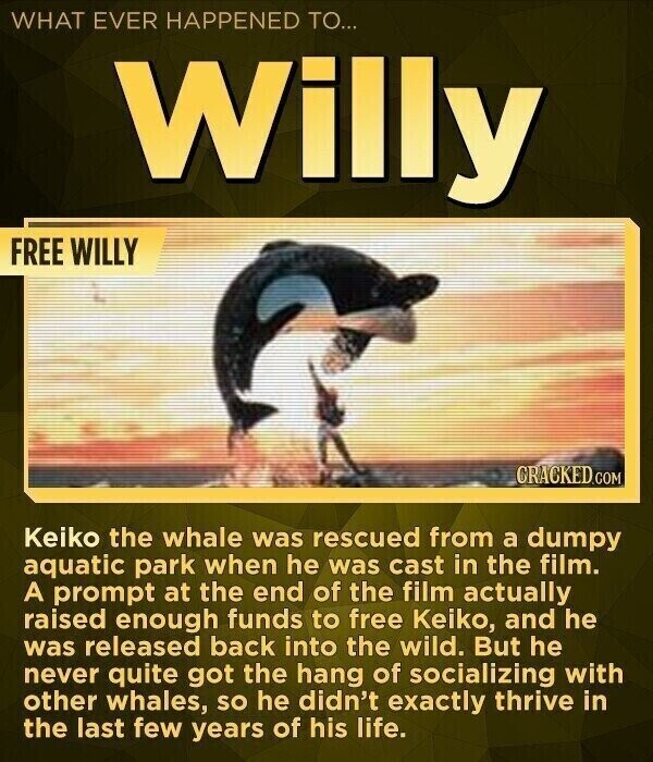 WHAT EVER HAPPENED TO... Willy FREE WILLY CRACKED.COM Keiko the whale was rescued from a dumpy aquatic park when he was cast in the film. A prompt at the end of the film actually raised enough funds to free Keiko, and he was released back into the wild. But he never quite got the hang of socializing with other whales, so he didn't exactly thrive in the last few years of his life.