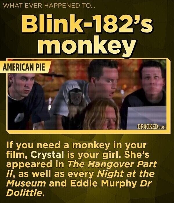 WHAT EVER HAPPENED TO... Blink-182's monkey AMERICAN PIE CRACKED.COM If you need a monkey in your film, Crystal is your girl. She's appeared in The Hangover Part II, as well as every Night at the Museum and Eddie Murphy Dr Dolittle.