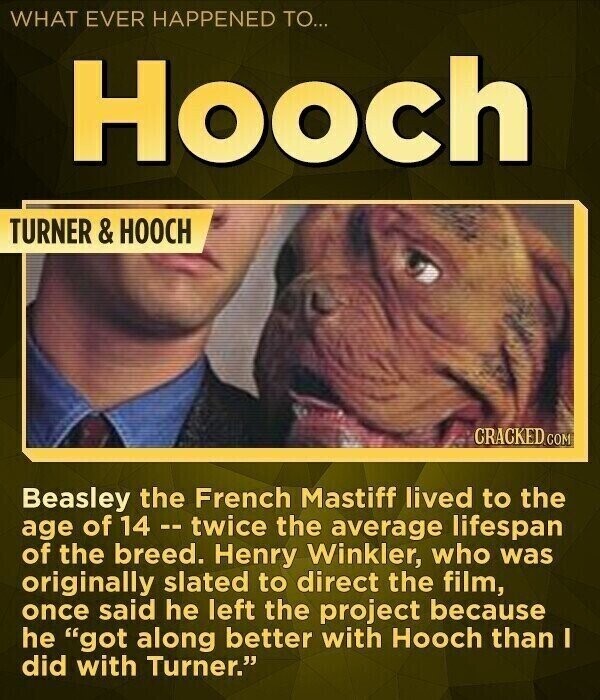 WHAT EVER HAPPENED TO... Hooch TURNER & HOOCH CRACKED.COM Beasley the French Mastiff lived to the age of 14 --twice the average lifespan of the breed. Henry Winkler, who was originally slated to direct the film, once said he left the project because he got along better with Hooch than I did with Turner.