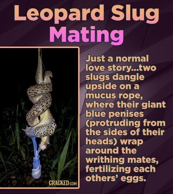 Leopard Slug Mating Just a normal love story...two slugs dangle upside on a mucus rope, where their giant blue penises (protruding from the sides of their heads) wrap around the writhing mates, fertilizing each others' eggs. CRACKED.COM