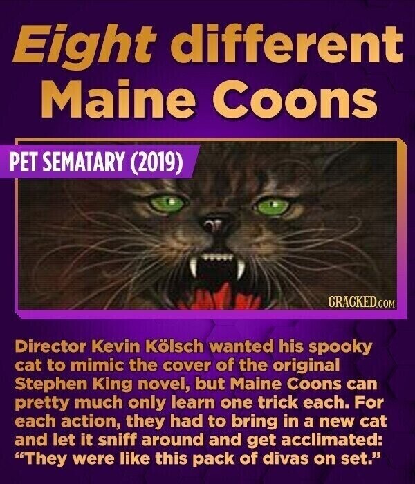 Eight different Maine Coons PET SEMATARY (2019) CRACKED.COM Director Kevin Kölsch wanted his spooky cat to mimic the cover of the original Stephen King novel, but Maine Coons can pretty much only learn one trick each. For each action, they had to bring in a new cat and let it sniff around and get acclimated: They were like this pack of divas on set.