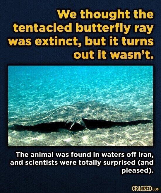 We thought the tentacled butterfly ray was extinct, but it turns out it wasn't. The animal was found in waters off Iran, and scientists were totally surprised (and pleased). CRACKED.COM
