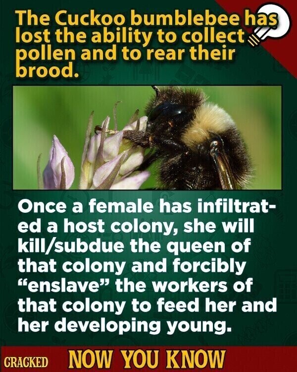 The Cuckoo bumblebee has lost the ability to collect pollen and to rear their brood. Once a female has infiltrat- ed a host colony, she will kill/subdue the queen of that colony and forcibly enslave the workers of that colony to feed her and her developing young. CRACKED NOW YOU KNOW