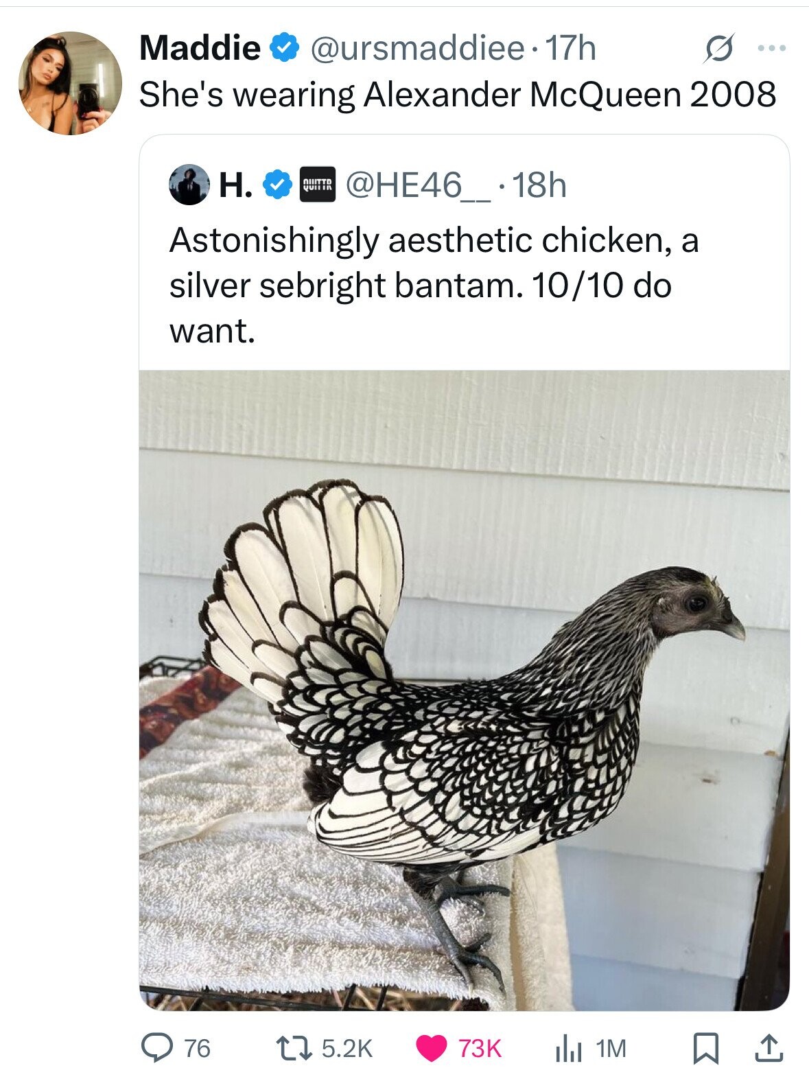 Maddie @ursmaddiee.1 17h S ... She's wearing Alexander McQueen 2008 H. QUIITTO QUII in @HE46_.18h Astonishingly aesthetic chicken, a silver sebright bantam. 10/10 do want. 76 5.2K 73K del 1M 