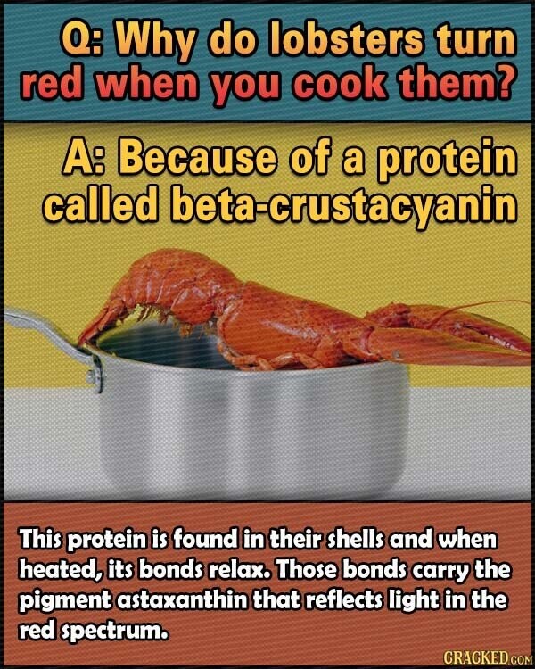 Q: Why do lobsters turn red when you cook them? A: Because of a protein called beta-crustacyanin This protein is found in their shells and when heated, its bonds relax. Those bonds carry the pigment astaxanthin that reflects light in the red spectrum. CRACKED.COM