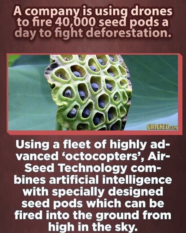 A company is using drones to fire 40,000 seed pods a day to fight deforestation. GRACKED.COM Using a fleet of highly ad- vanced 'octocopters', Air- Seed Technology com- bines artificial intelligence with specially designed seed pods which can be fired into the ground from high in the sky.
