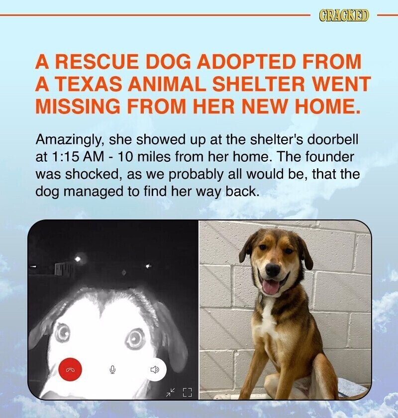 CRACKED A RESCUE DOG ADOPTED FROM A TEXAS ANIMAL SHELTER WENT MISSING FROM HER NEW HOME. Amazingly, she showed up at the shelter's doorbell at 1:15 AM - 10 miles from her home. The founder was shocked, as we probably all would be, that the dog managed to find her way back.
