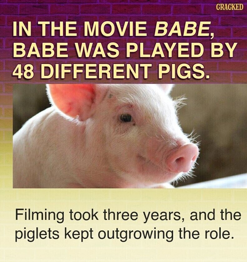 CRACKED IN THE MOVIE BABE, BABE WAS PLAYED BY 48 DIFFERENT PIGS. Filming took three years, and the piglets kept outgrowing the role.