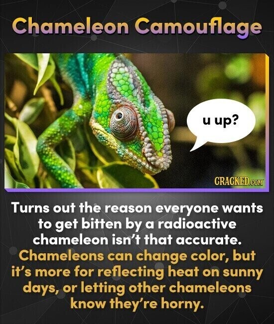 Chameleon Camouflage u up? CRACKED.COM Turns out the reason everyone wants to get bitten by a radioactive chameleon isn't that accurate. Chameleons can change color, but it's more for reflecting heat on sunny days, or letting other chameleons know they're horny.