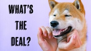 What's the Deal with Dogecoin?