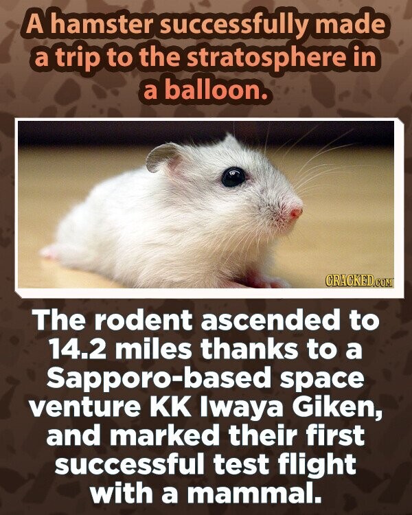 A hamster successfully made a trip to the stratosphere in a balloon. CRACKED.COM The rodent ascended to 14.2 miles thanks to a Sapporo-based space venture KK Iwaya Giken, and marked their first successful test flight with a mammal.