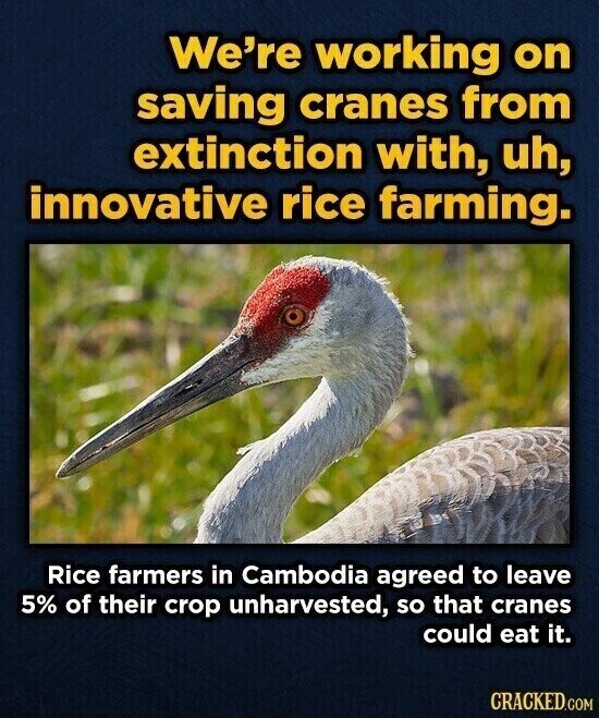 We're working on saving cranes from extinction with, uh, innovative rice farming. Rice farmers in Cambodia agreed to leave 5% of their crop unharvested, so that cranes could eat it. CRACKED.COM