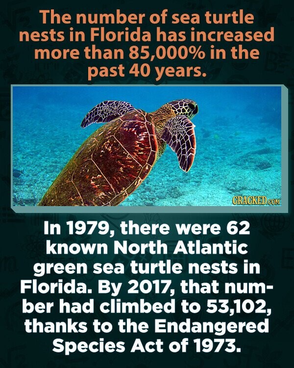 The number of sea turtle nests in Florida has increased more than 85,000% in the past 40 years. CRACKED.COM In 1979, there were 62 known North Atlantic green sea turtle nests in Florida. By 2017, that num- ber had climbed to 53,102, thanks to the Endangered Species Act of 1973.