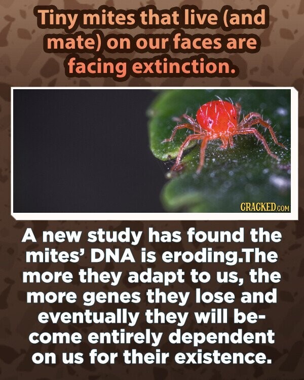 Tiny mites that live (and mate) on our faces are facing extinction. CRACKED.COM A new study has found the mites' DNA is eroding.The more they adapt to us, the more genes they lose and eventually they will be- come entirely dependent on us for their existence.