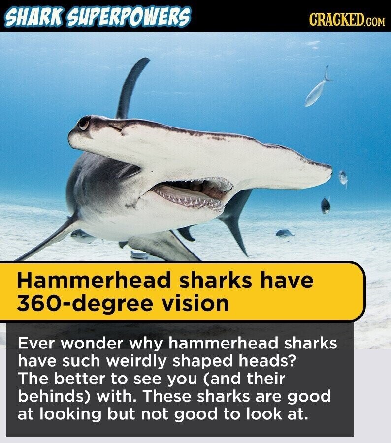 SHARK SUPERPOWERS CRACKED.COM Hammerhead sharks have 360-degree vision Ever wonder why hammerhead sharks have such weirdly shaped heads? The better to see you (and their behinds) with. These sharks are good at looking but not good to look at.