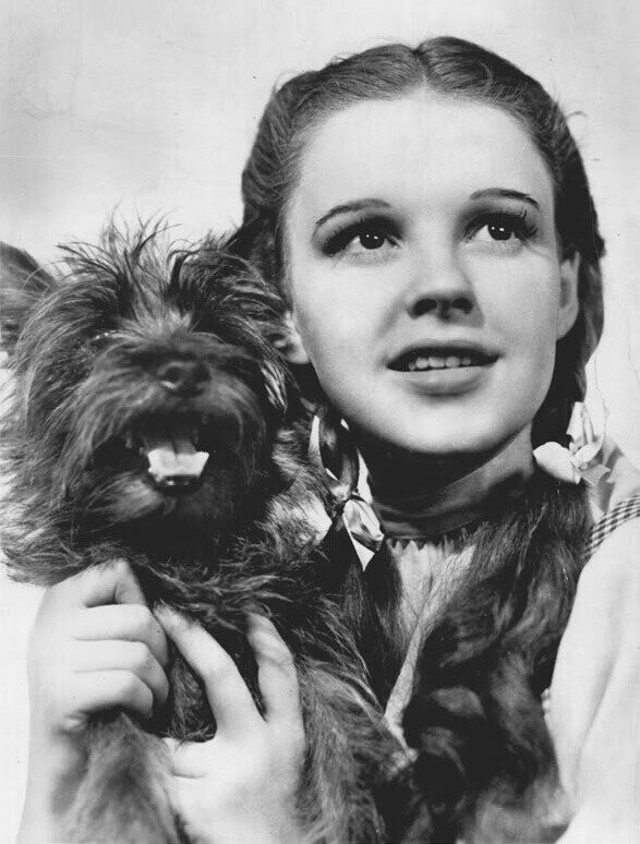 12 Animals That Will Forever Be More Successful Than Your Actor Friend