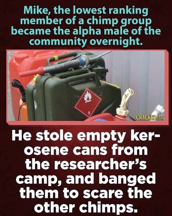 Mike, the lowest ranking member of a chimp group became the alpha male of the community overnight. 3 CRACKED.COM Не stole empty ker- osene cans from the researcher's camp, and banged them to scare the other chimps.