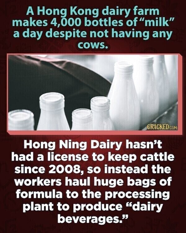 A Hong Kong dairy farm makes 4,000 bottles of milk a day despite not having any cows. CRACKED.COM Hong Ning Dairy hasn't had a license to keep cattle since 2008, so instead the workers haul huge bags of formula to the processing plant to produce dairy beverages.