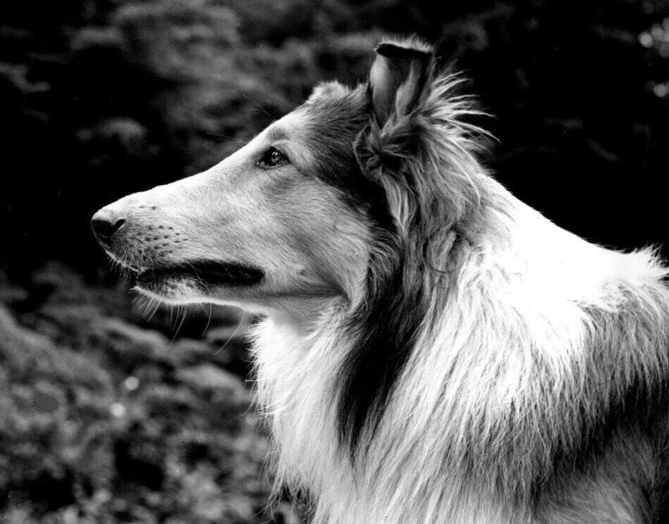 12 Animals That Will Forever Be More Successful Than Your Actor Friend