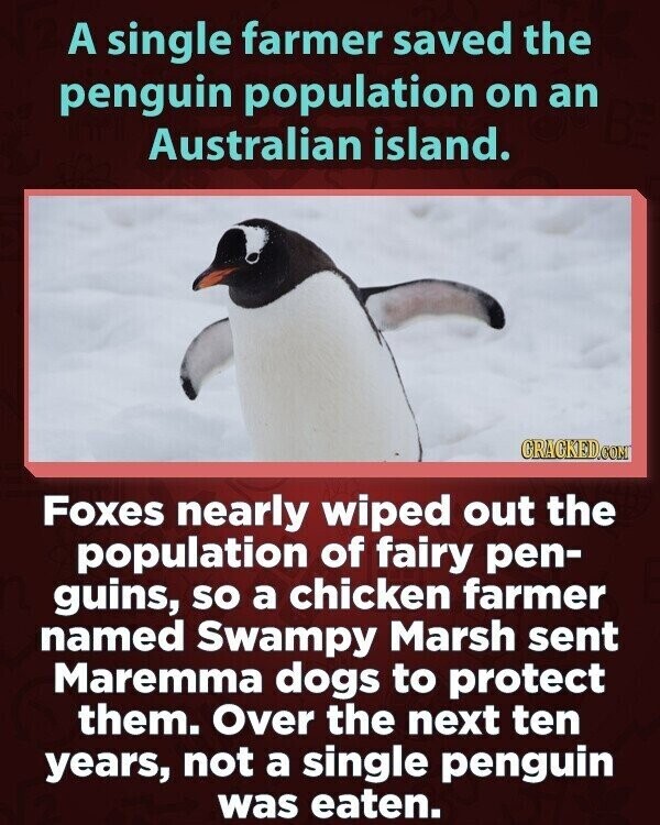 A single farmer saved the penguin population on an Australian island. GRACKED.COM Foxes nearly wiped out the population of fairy pen- guins, so a chicken farmer named Swampy Marsh sent Maremma dogs to protect them. Over the next ten years, not a single penguin was eaten.