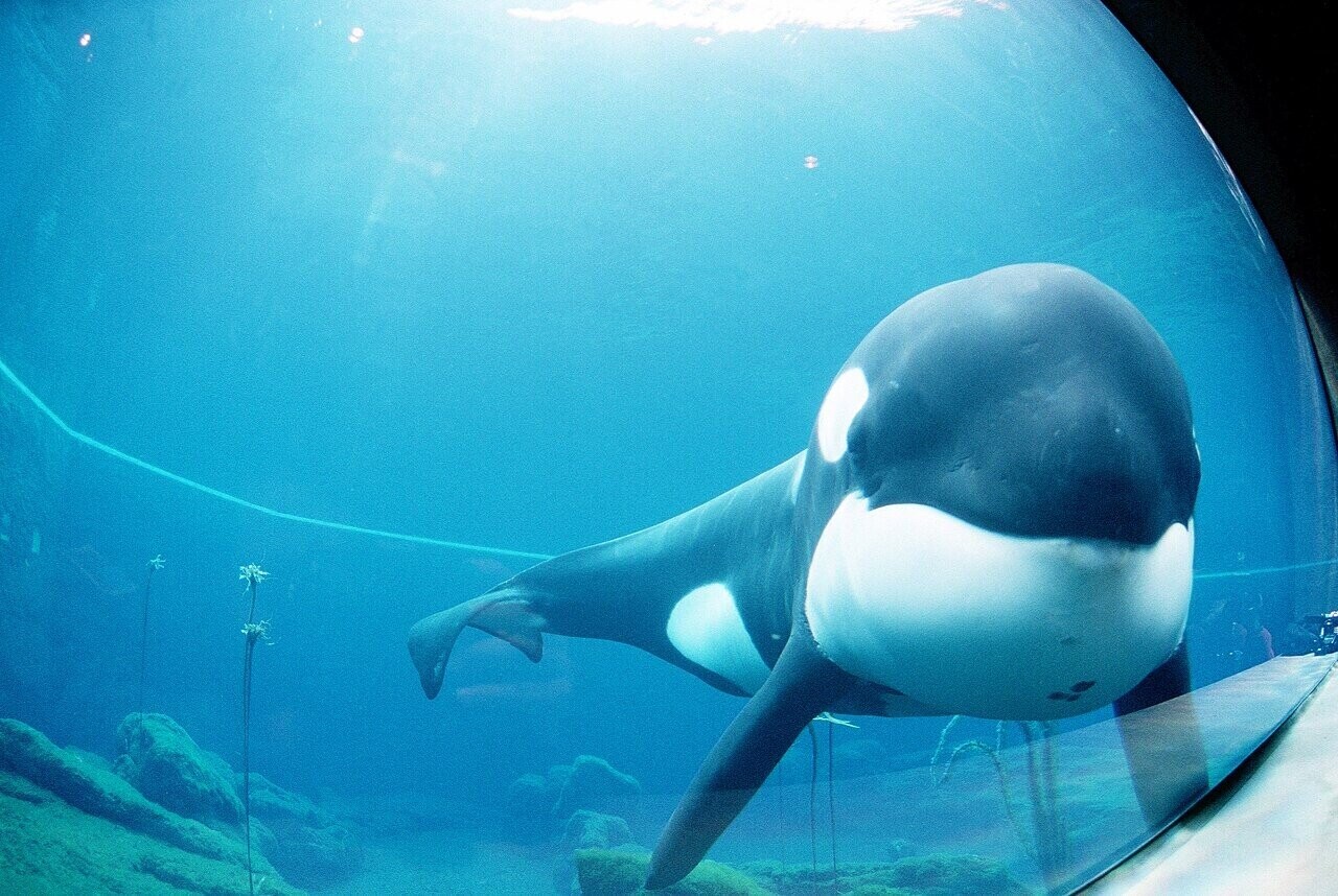12 Animals That Will Forever Be More Successful Than Your Actor Friend