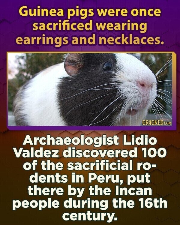 Guinea pigs were once sacrificed wearing earrings and necklaces. CRACKED.COM Archaeologist Lidio Valdez discovered 100 of the sacrificial ro- dents in Peru, put there by the Incan people during the 16th century.