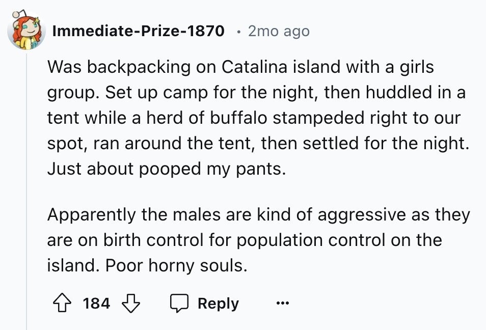 Immediate-Prize-1870 2mo ago Was backpacking on Catalina island with a girls group. Set up camp for the night, then huddled in a tent while a herd of buffalo stampeded right to our spot, ran around the tent, then settled for the night. Just about pooped my pants. Apparently the males are kind of aggressive as they are on birth control for population control on the island. Poor horny souls. 184 Reply ...