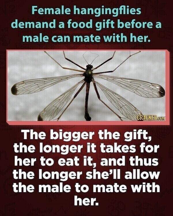 Female hangingflies demand a food gift before a male can mate with her. CRACKED.COM The bigger the gift, the longer it takes for her to eat it, and thus the longer she'll allow the male to mate with her.