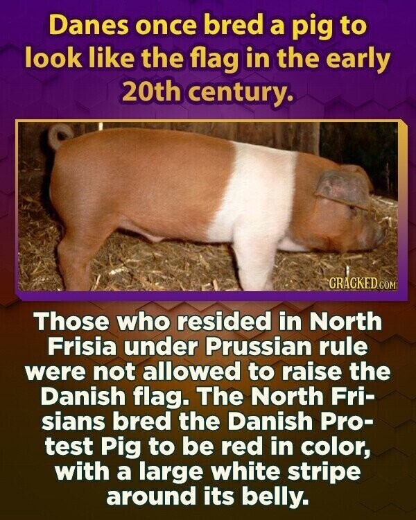Danes once bred a pig to look like the flag in the early 20th century. GRACKED.COM Those who resided in North Frisia under Prussian rule were not allowed to raise the Danish flag. The North Fri- sians bred the Danish Pro- test Pig to be red in color, with a large white stripe around its belly.