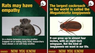 14 Facts About Household Pests We Can't Unlearn