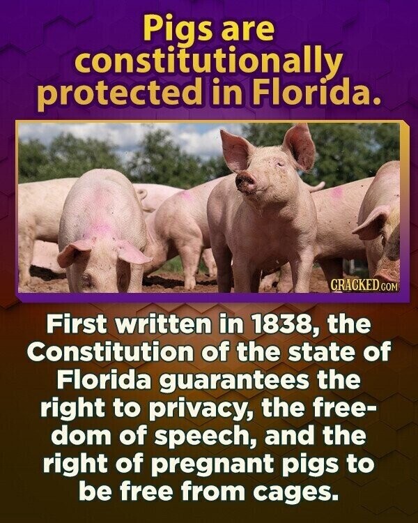 Pigs are constitutionally protected in Florida. CRACKED.COM First written in 1838, the Constitution of the state of Florida guarantees the right to privacy, the free- dom of speech, and the right of pregnant pigs to be free from cages.