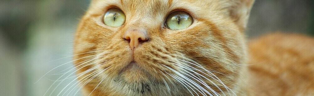 Weird World: 12 Things We Can’t Quite Believe Are Real