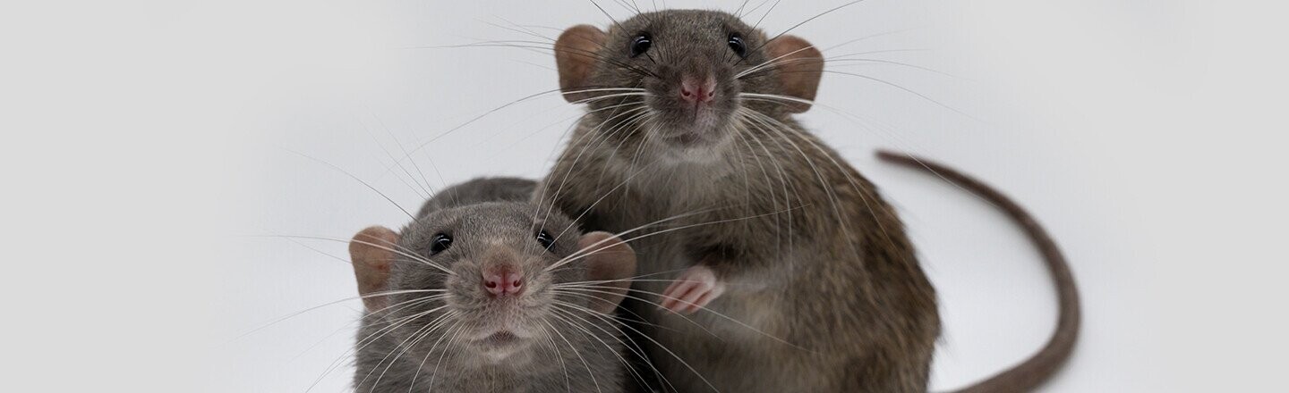 14 Facts About Household Pests We Can't Unlearn