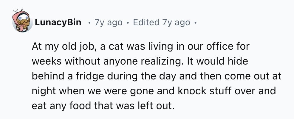 LunacyBin E 7y ago . Edited 7y ago e At my old job, a cat was living in our office for weeks without anyone realizing. It would hide behind a fridge during the day and then come out at night when we were gone and knock stuff over and eat any food that was left out.