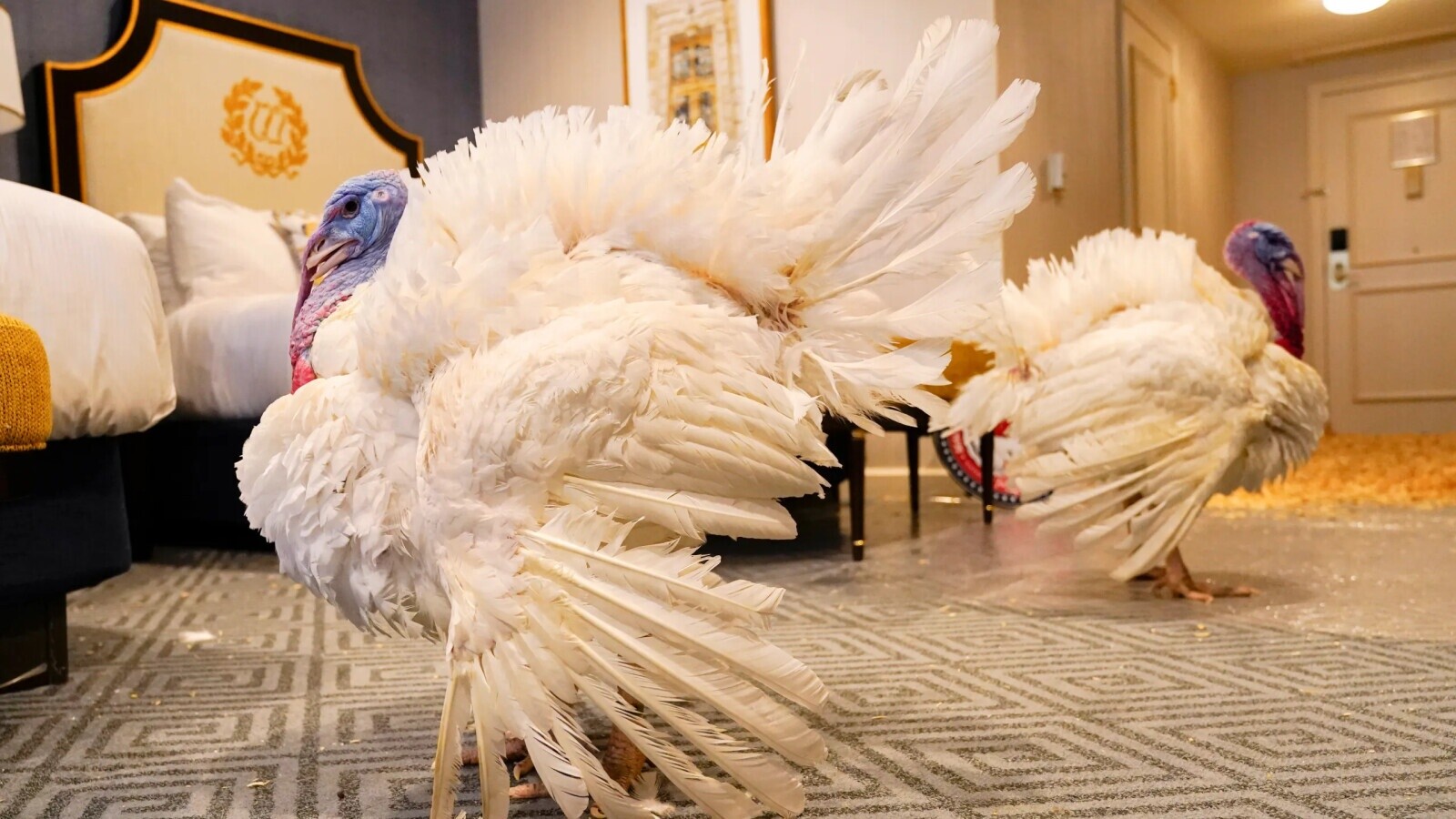 White House Turkeys Spying on Government Activity