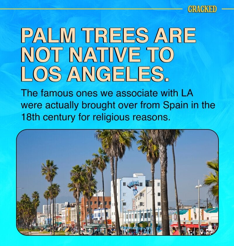 CRACKED PALM TREES ARE NOT NATIVE TO LOS ANGELES. The famous ones we associate with LA were actually brought over from Spain in the 18th century for religious reasons. AND