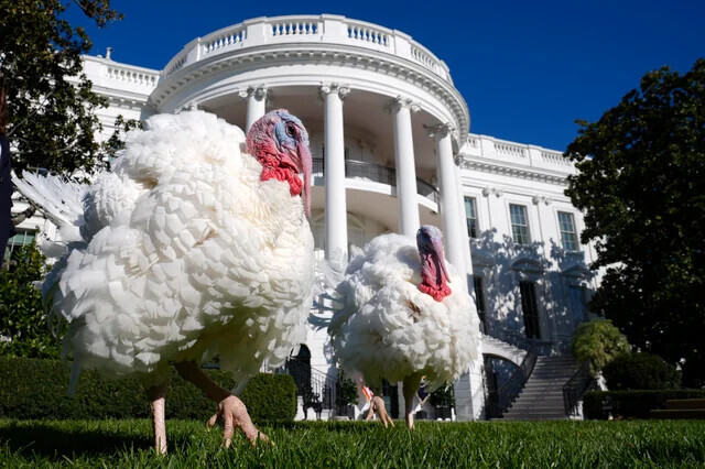 White House Turkeys Spying on Government Activity