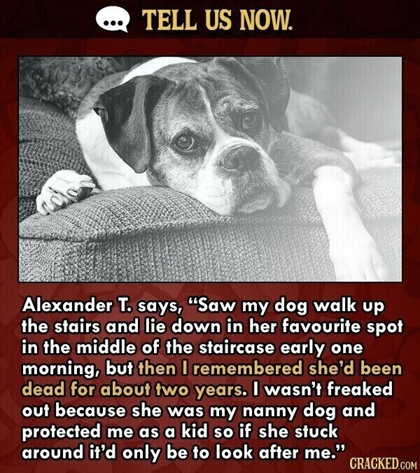 ... TELL US NOW. Alexander T. says, Saw my dog walk up the stairs and lie down in her favourite spot in the middle of the staircase early one morning, but then I remembered she'd been dead for about two years. I wasn't freaked out because she was my nanny dog and protected me as a kid so if she stuck around it'd only be to look after me. CRACKED.COM