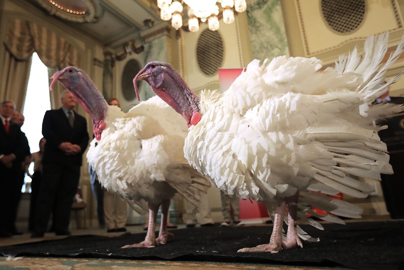 White House Turkeys Spying on Government Activity