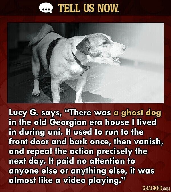 ... TELL US NOW. Lucy G. says, There was a ghost dog in the old Georgian era house I lived in during uni. It used to run to the front door and bark once, then vanish, and repeat the action precisely the next day. It paid no attention to anyone else or anything else, it was almost like a video playing. CRACKED.COM