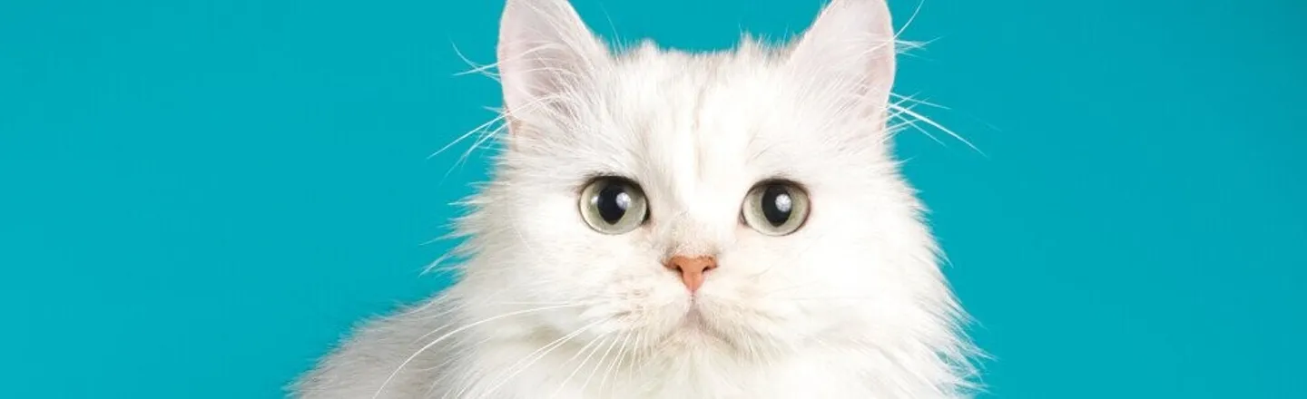 14 Cat Facts To Make Your Brain Purr