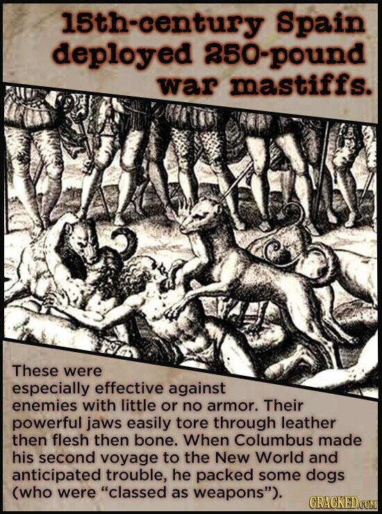 15th-century Spain deployed 250-pound war mastiffs. These were especially effective against enemies with little or no armor. Their powerful jaws easily tore through leather then flesh then bone. When Columbus made his second voyage to the New World and anticipated trouble, he packed some dogs (who were classed as weapons). CRACKED.COM