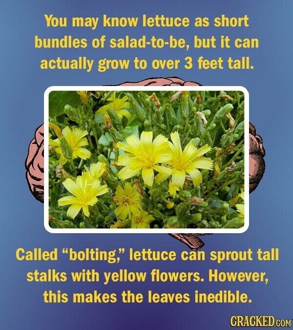 You may know lettuce as short bundles of salad-to-be, but it can actually grow to over 3 feet tall. Called bolting, lettuce cán sprout tall stalks with yellow flowers. However, this makes the leaves inedible. CRACKED.COM