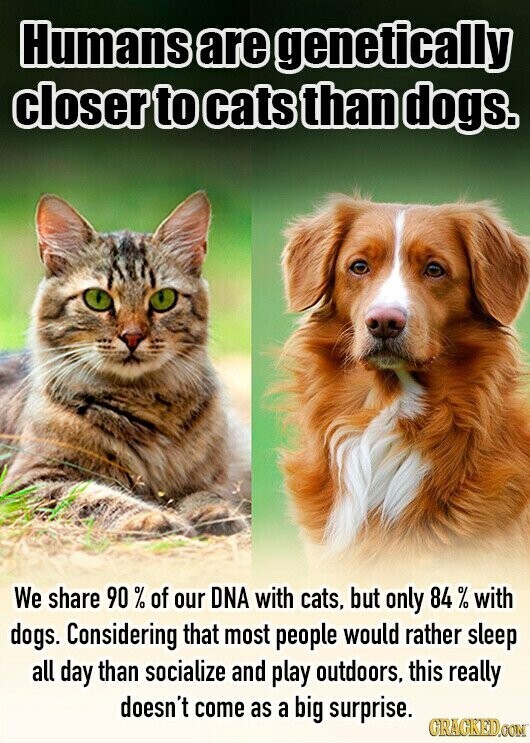 Humans are genetically closer to cats than dogs. We share 90 % of our DNA with cats, but only 84 % with dogs. Considering that most people would rather sleep all day than socialize and play outdoors, this really doesn't come as a big surprise. GRAGKED.COM